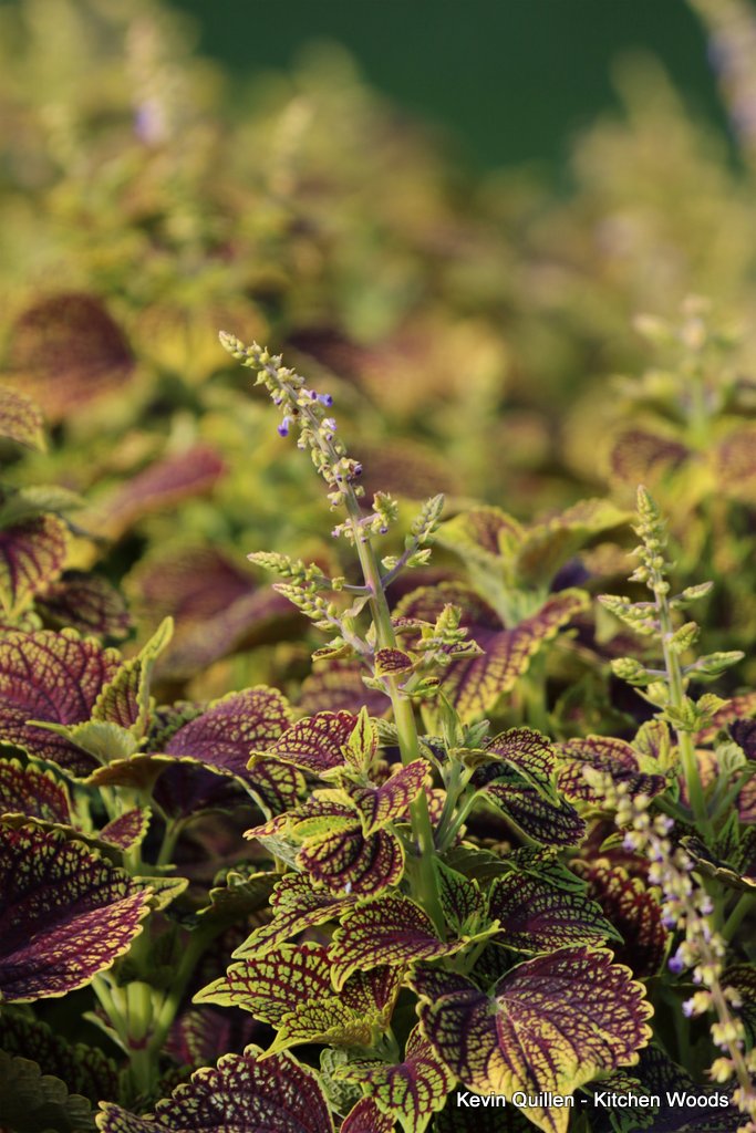 Purple and Green Coleus Plant